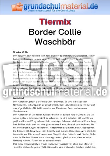 Border Collie - Waschbär.pdf